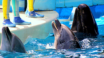 Enoshima Zushi - Advanced date course