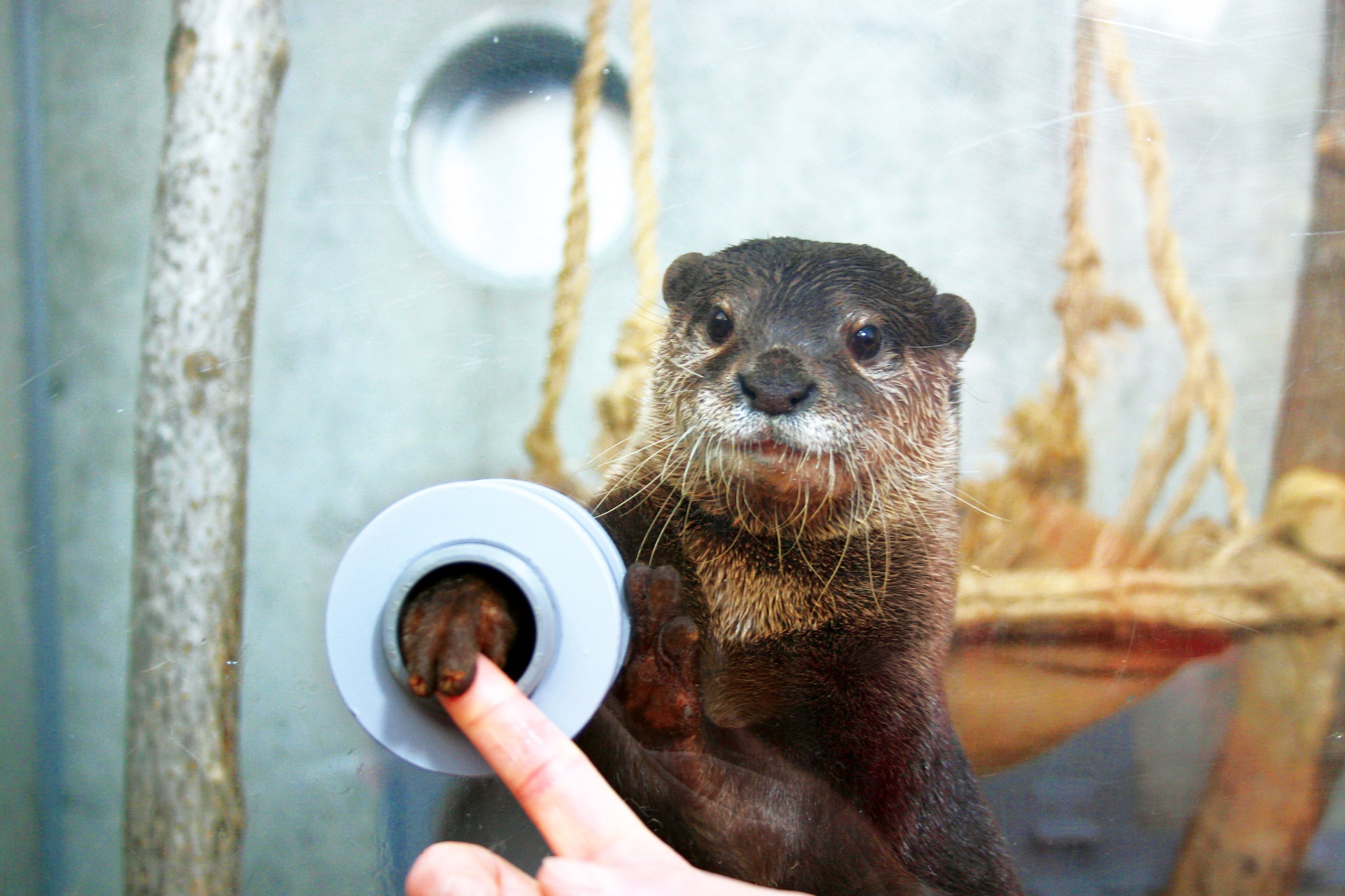 Tokyu Aburaztsubo Marine Park