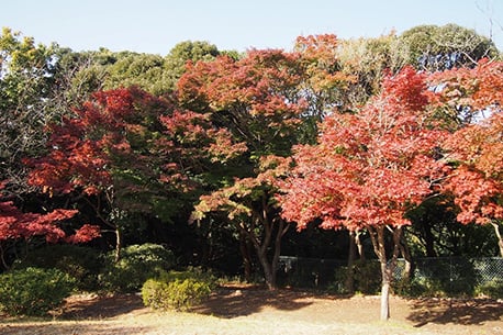 Genjiyama Park