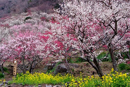 Makuyama Park, Yugawara