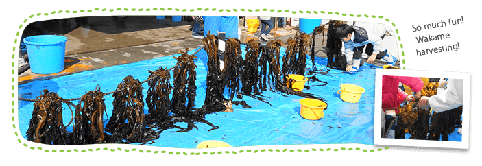 Experience harvesting farmed wakame seaweed 