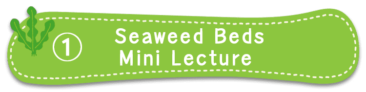 Mini lecture on seaweed beds1Mini lecture on seaweed beds