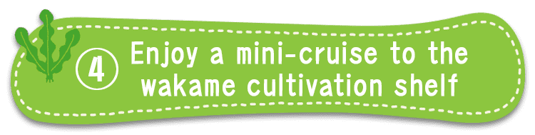 A mini cruise to the wakame seaweed farming shelves