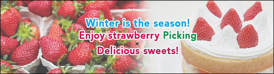 Enjoy strawberry picking and delicious sweets!