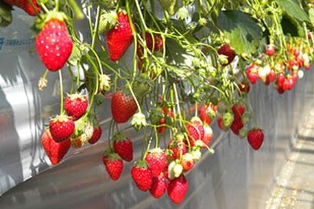 Nishiwaki Strawberry House