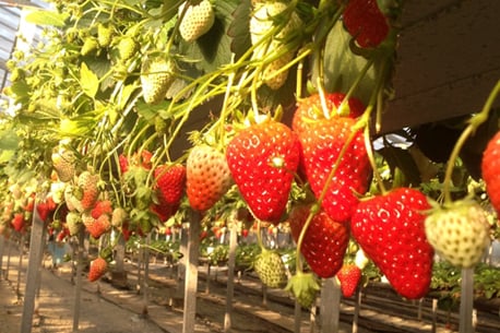Kamakura Sightseeing Farm