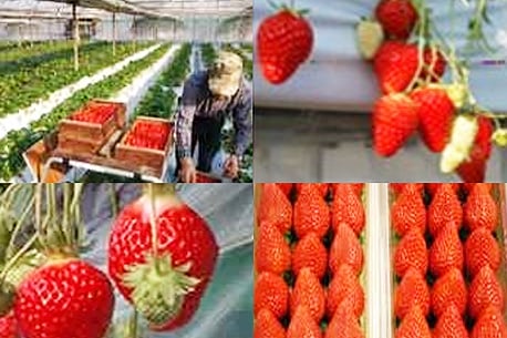 Shonan Strawberry Picking Farm