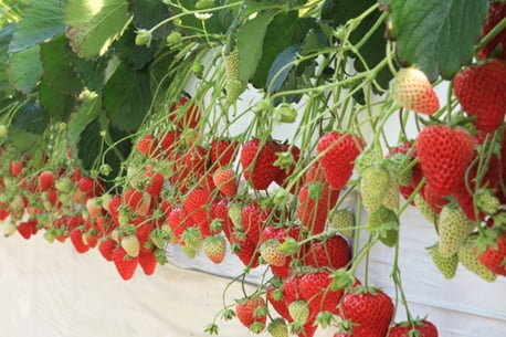 Takanashi Strawberry Farm