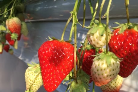 SUGIYAMA STRAWBERRY FARM
