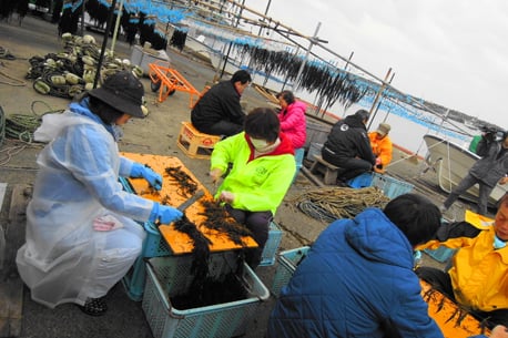 Akamoku harvest experience