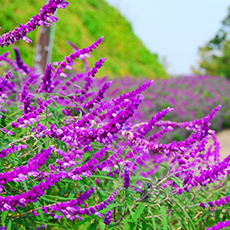 Kurihama Flower Park2