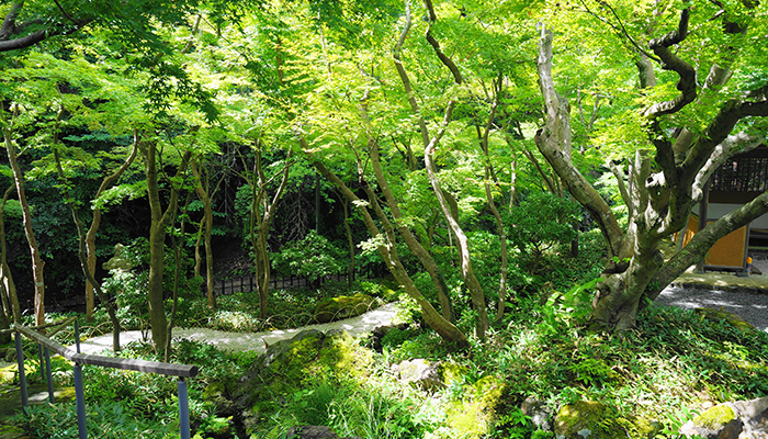 Ichijo Ekan Sanso Namerigawa River2