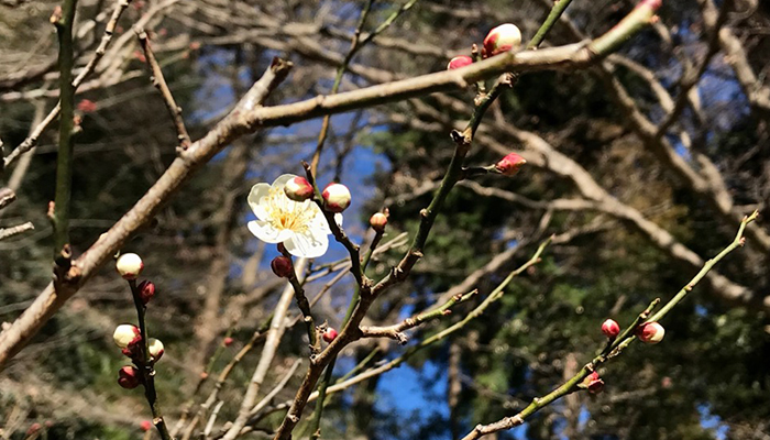 The Plum of Myohon-ji Temple03