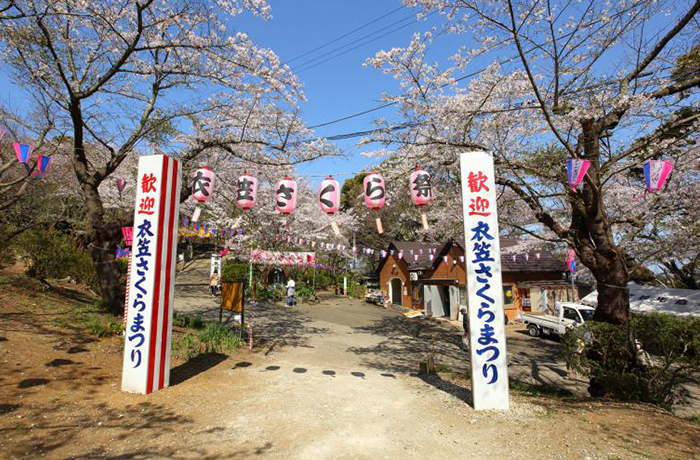 Kinugasa Sakura Festival