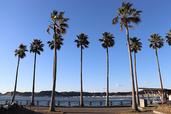 Riviera Zushi Marina4