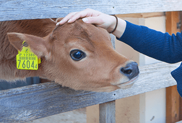 ソレイユの丘の牛