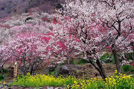 幕山公園（湯河原梅林）