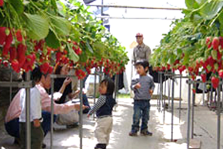 ホヤノいちご園