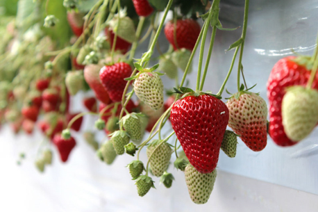 AGRI WAYS(アグリウェイズ)