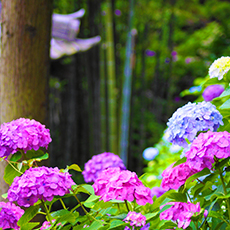 長谷寺のアジサイ