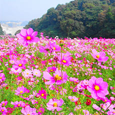 くりはま花の国のコスモス