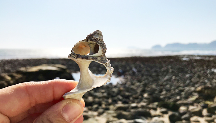 変わった形の貝殻
