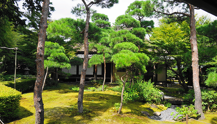 一条恵観山荘庭園の松の写真