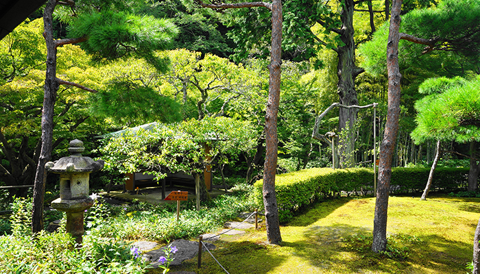 一条恵観山荘庭園の写真苔