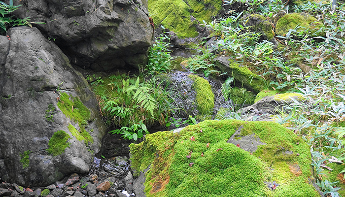 一条恵観山荘の苔