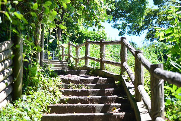 「真鶴半島自然公園」の森林