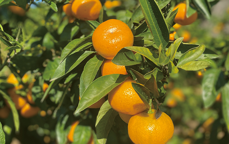 松田町のみかん狩りイメージ