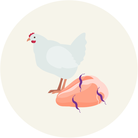 カンピロバクターを持っている食材のイラスト