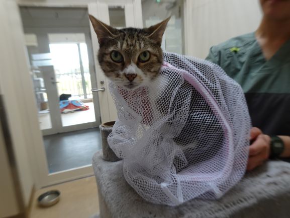 猫が洗濯ネットに入っている様子