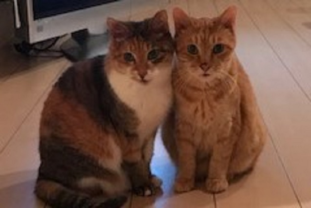 写真：２頭の猫の写真