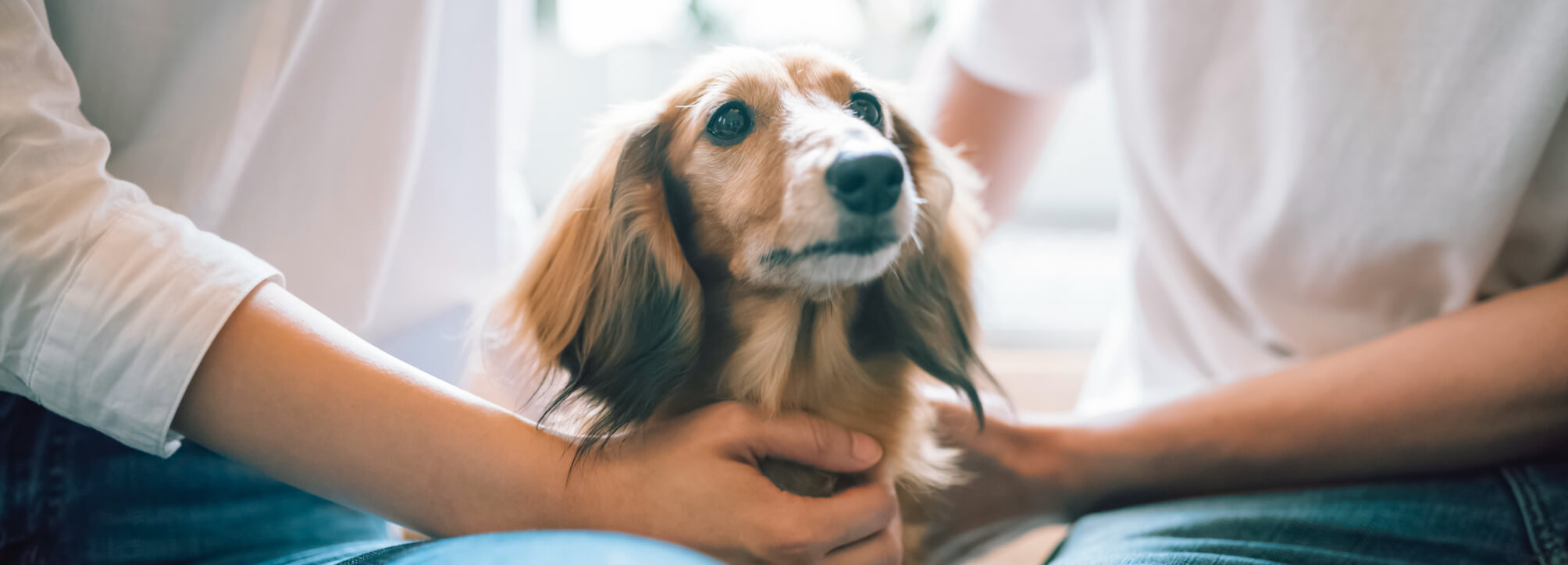 写真：犬のいる暮らしの様子