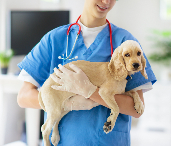 写真：犬を診察している医者の様子