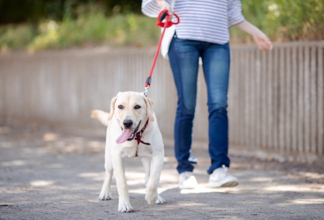 写真：犬のしつけをしている様子