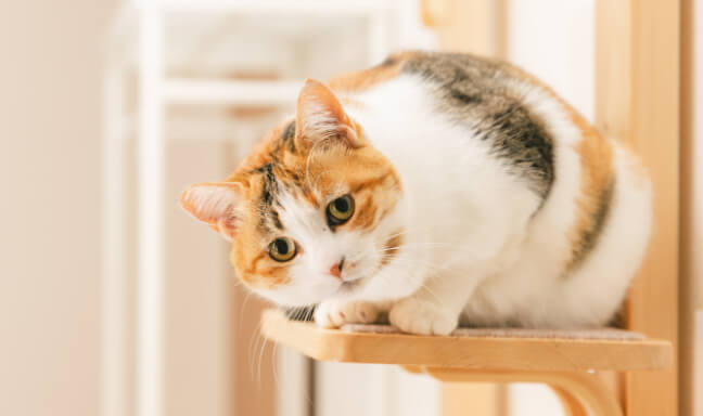 写真：キャットタワーに座っている猫の様子