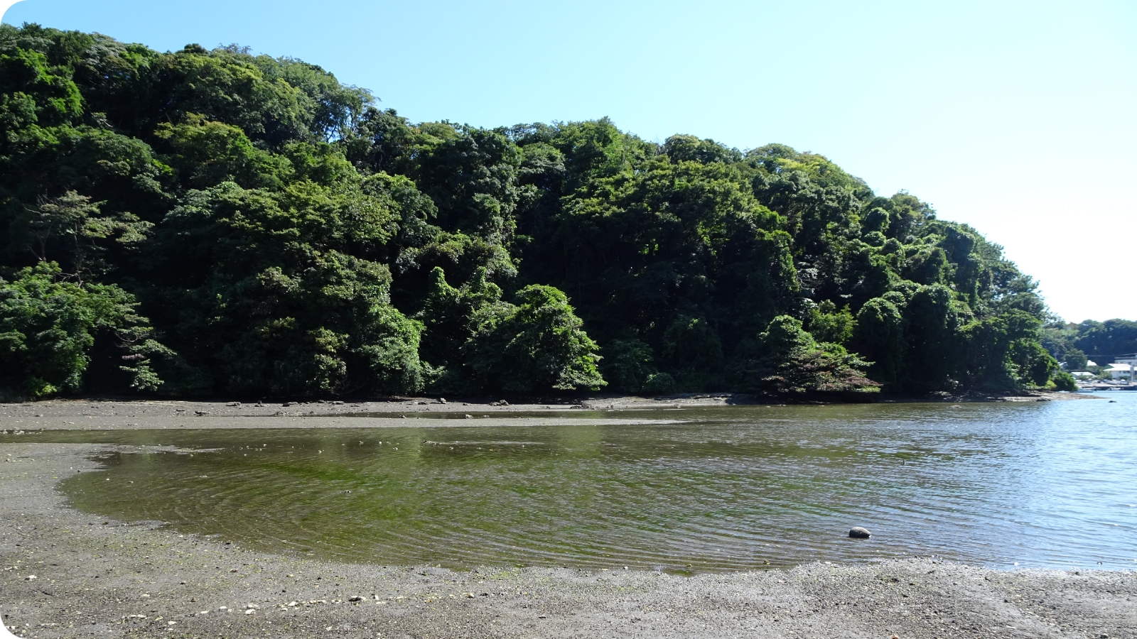 小網代の森の干潟