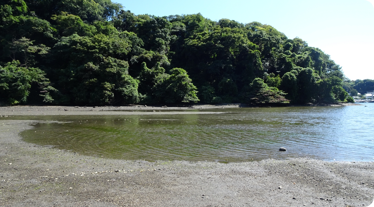 小網代の森の干潟