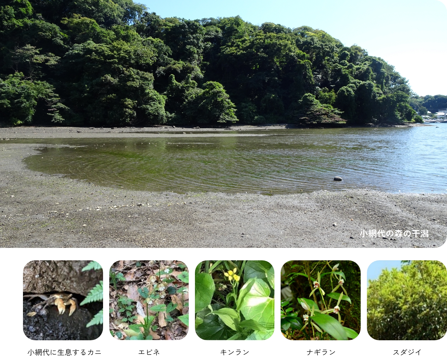 小網代に生息する動植物。カニ・エビネ・キンラン・ナギラン・スダジイの画像