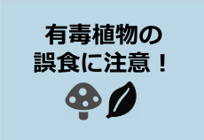 有毒植物の誤食に注意！