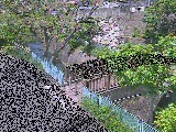 嶋田人道橋付近のカメラ画像