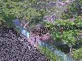平瀬川 嶋田人道橋付近のカメラ画像