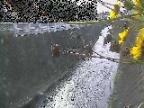 �V�O�֋��t�߂̉摜