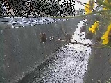�V�O�֋��t�߂̉摜