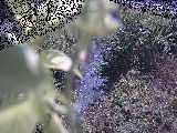 �y�x�c���t�߂̉摜