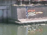 ���������t�߂̉摜