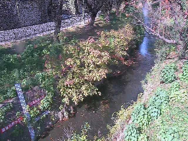 引地川 八幡橋付近のカメラ画像