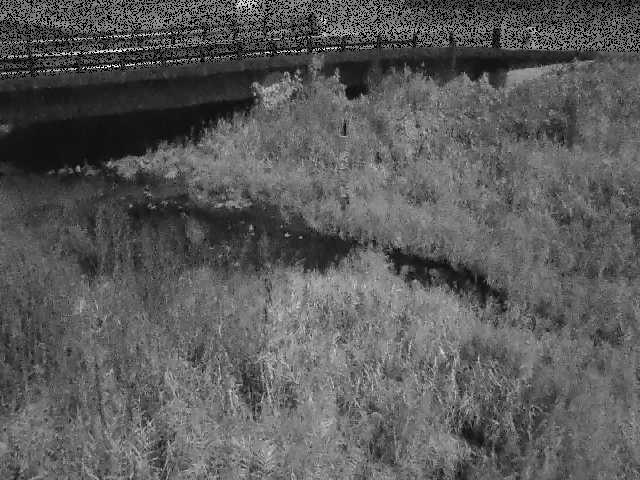 内川 尾崎橋付近のカメラ画像